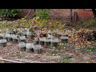 Выбор сорта винограда для начинающего виноградаря ? Виноград и сад на даче