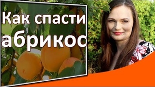 Только так можно спасти абрикос! Защита сада от монилиоза методом Дачного агронома