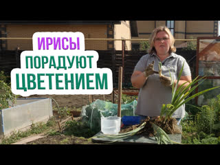 Как делить и пересаживать бородатые ирисы осенью