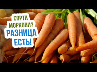Сорта моркови для хранения