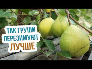 Сорта груш для Сибири