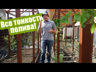 Как правильно поливать огурцы?