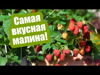 Самые вкусные и урожайные сорта малины!