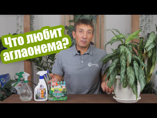 Аглаонема: 4 простых правила ухода в домашних условиях!
