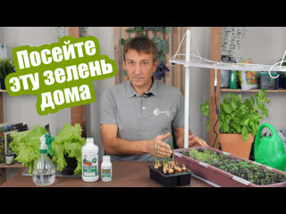 Домашняя зелень на подоконнике!