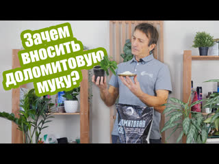 Доломитовая мука: 4 причины использовать ее для огорода!