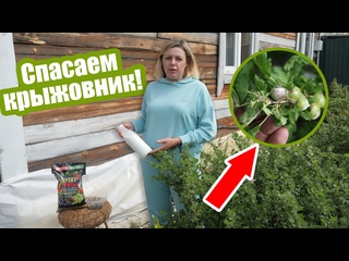 Мучнистая роса на крыжовнике: как бороться!?
