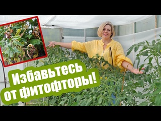 Как бороться с фитофторой на картофеле и томатах?