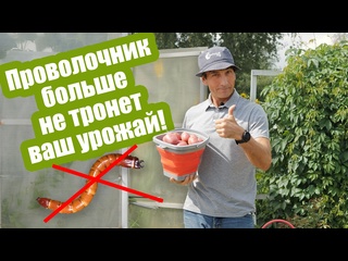 Как бороться с проволочником?
