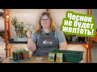 Желтеет чеснок? 5 способов как это исправить!