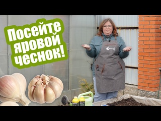 Как и когда сеять яровой чеснок?