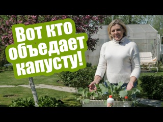 Вредители капусты в открытом грунте: надежные методы борьбы