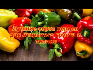 Лучшие сорта перцев для открытого грунта и теплиц.