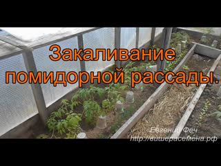 Закаливание помидорной рассады