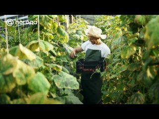 Как правильно обеззаразить почву в теплице перед высадкой рассады