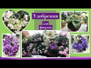 Удобрение для фиалок: для корней, листьев, цветов. Подкармливать ли детки?