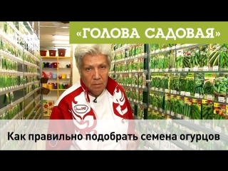 Голова садовая - Как правильно выбрать семена огурцов