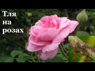 Тля на розах