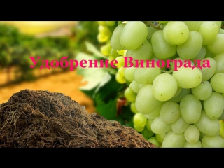 Удобрение и подкормка винограда весной и осенью.