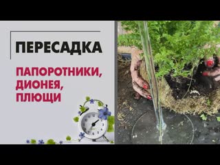 Пересадки: папоротники, дионея, плющи и немного рабочего процесса