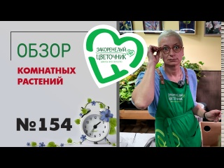 Спатифиллумы, розы, ятрофа, папоротники, орнитогалум, ктенанте, фикусы. Распаковка растений № 154