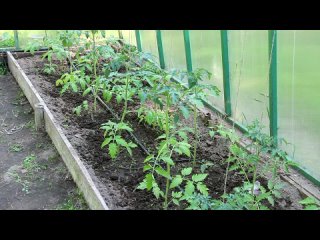 Первые подкормки овощных культур