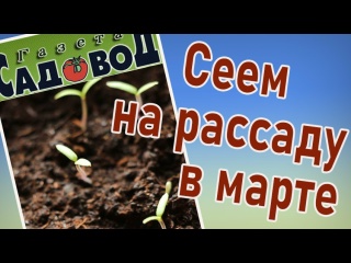 Сеем на рассаду в марте