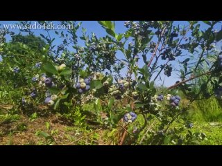 Голубика. Лучшие сорта голубики. Саженцы голубики.?