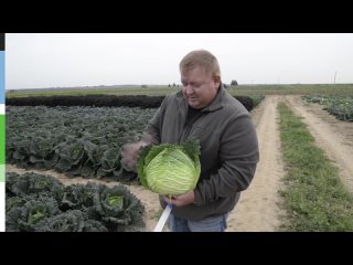 Капуста Савойская