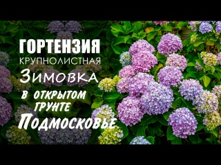 Гортензия крупнолистная Bloom Star. Зимовка в открытом грунте в Подмосковье