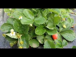 Я больше никогда не буду сажать клубнику старым способом. Вот почему...