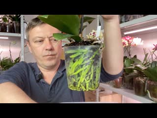 корни орхидей в тёмных горшках КАЛИЙ для орхидей внекорневая подкормка орхидей РАДУГА и СПАРКС
