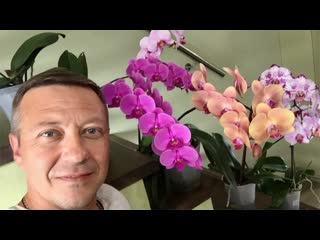 ОРХИДЕЯ УХОД до РОСКОШНОГО ЦВЕТЕНИЯ ДОМА пересадка, полив орхидеи, удобрение фаленопсиса
