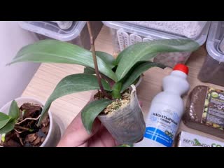 ДЛЯ РОСТА КОРНЕЙ ОРХИДЕИ - АММИАЧНАЯ ВОДА, что купил для орхидей обзор