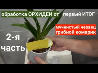 обработка ОРХИДЕИ от ВРЕДИТЕЛЕЙ, мучнистый червец, грибной комарик, 1 й ИТОГ
