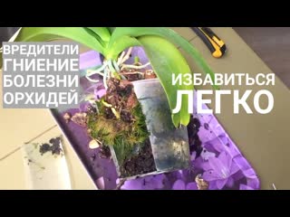 о ГНИЕНИИ ОРХИДЕЙ, ВРЕДИТЕЛЯХ и БОЛЕЗНЯХ ОРХИДЕЙ - причины и следствия