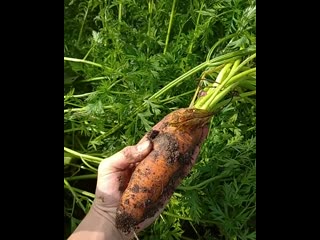 ?СБОР СВЁКЛЫ И МОРКОВИ?