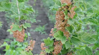Розовая смородина. Сорт РОЗА.