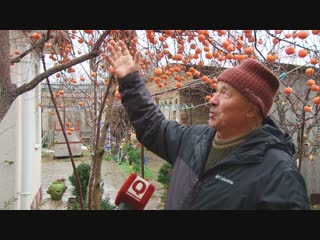 Как вырастить хурму в своём саду