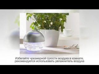 ТРИПСЫ на комнатных цветах ВРЕДИТЕЛИ комнатных растений и борьба с ними