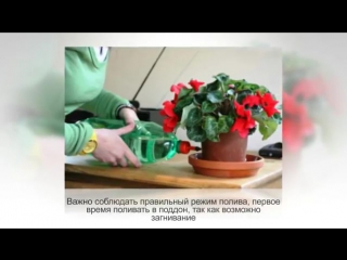 ЦИКЛАМЕН, размножение делением клубня, цикламен из семян