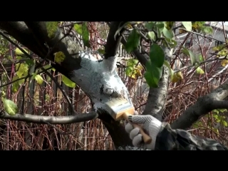 Обработка сада от вредителей и болезней Подготовка фруктового сада к зиме