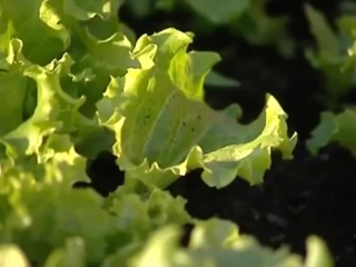 Выращивание салата на даче. Что делать, если салат теряет яркость