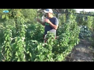 ОЧЕНЬ ХОРОШИЙ СОРТ МАЛИНЫ - ТАРУСА