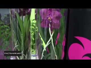 Дикая орхидея _ Орхидея Ванда _ как ухаживать за орхидеей