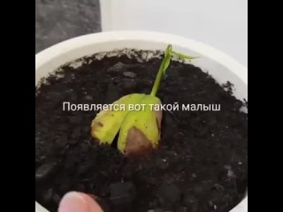 Как вырастить манго из косточки