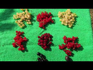 Красная смородина. Сравнение сортов.