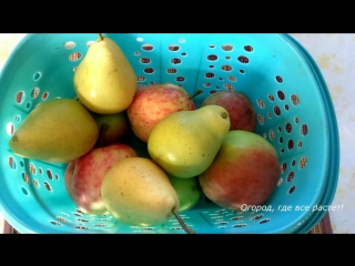 Уход за грушей