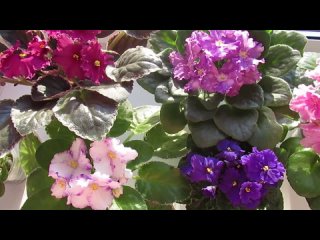 ФИАЛКИ- Выращивание /Уход /Ответы