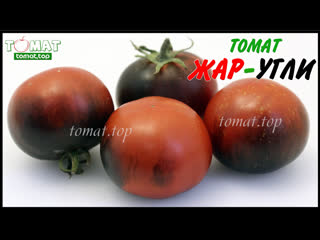 Томат Жар-угли. Описание, характеристики, отзывы. Сорт томата Жар-угли от Сибирского сада
